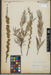 Foto von Salix repens L. x Salix viminalis L.